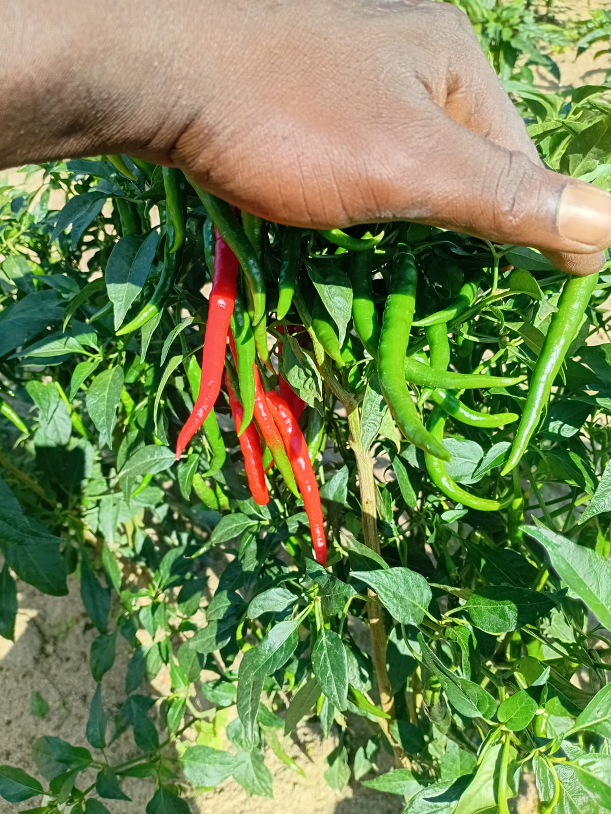 Fresh chilli harvest
