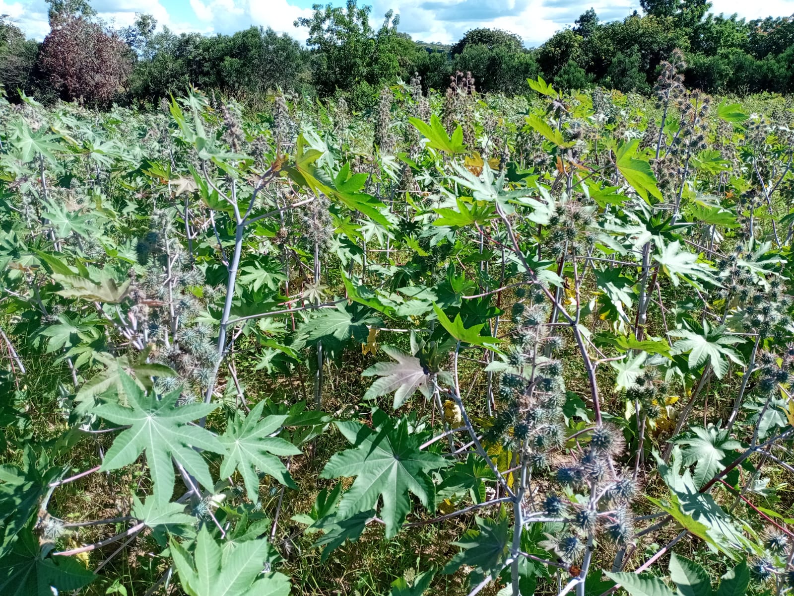 Climate-Smart Agriculture: A Blueprint for Zimbabwean Farms