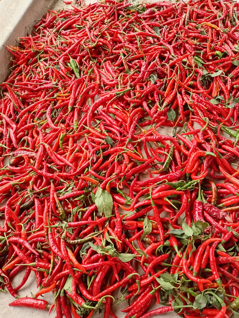 Hand-harvested red chillies