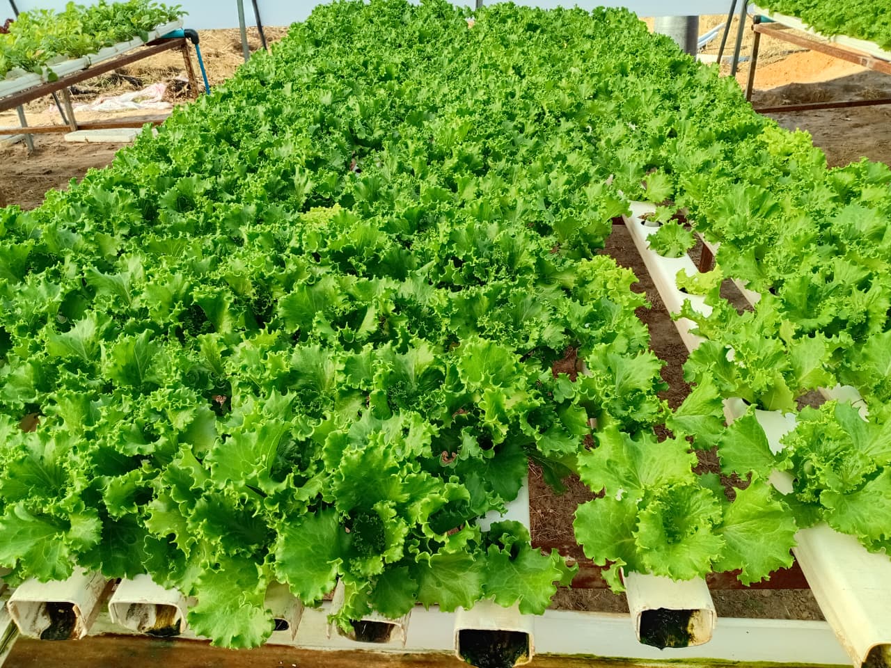 Why Certified Seedlings Change Everything for Smallholders