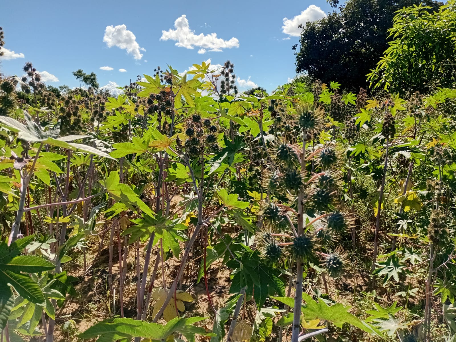 Castor bean crop thriving in community field