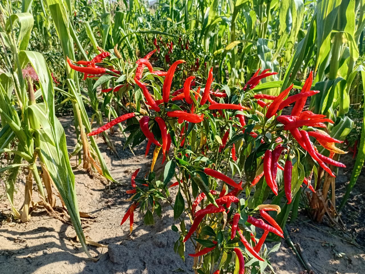 Chillies growing in our fields