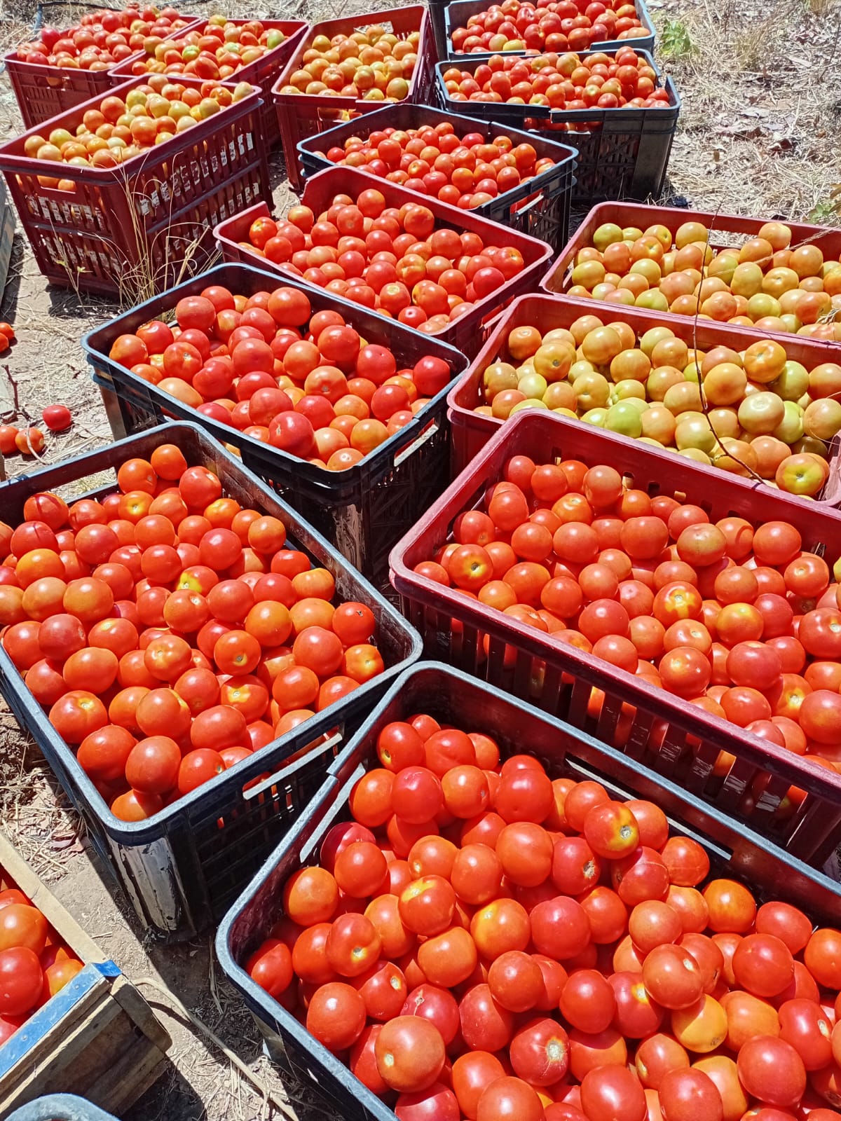 Crates of freshly harvested tomatoes