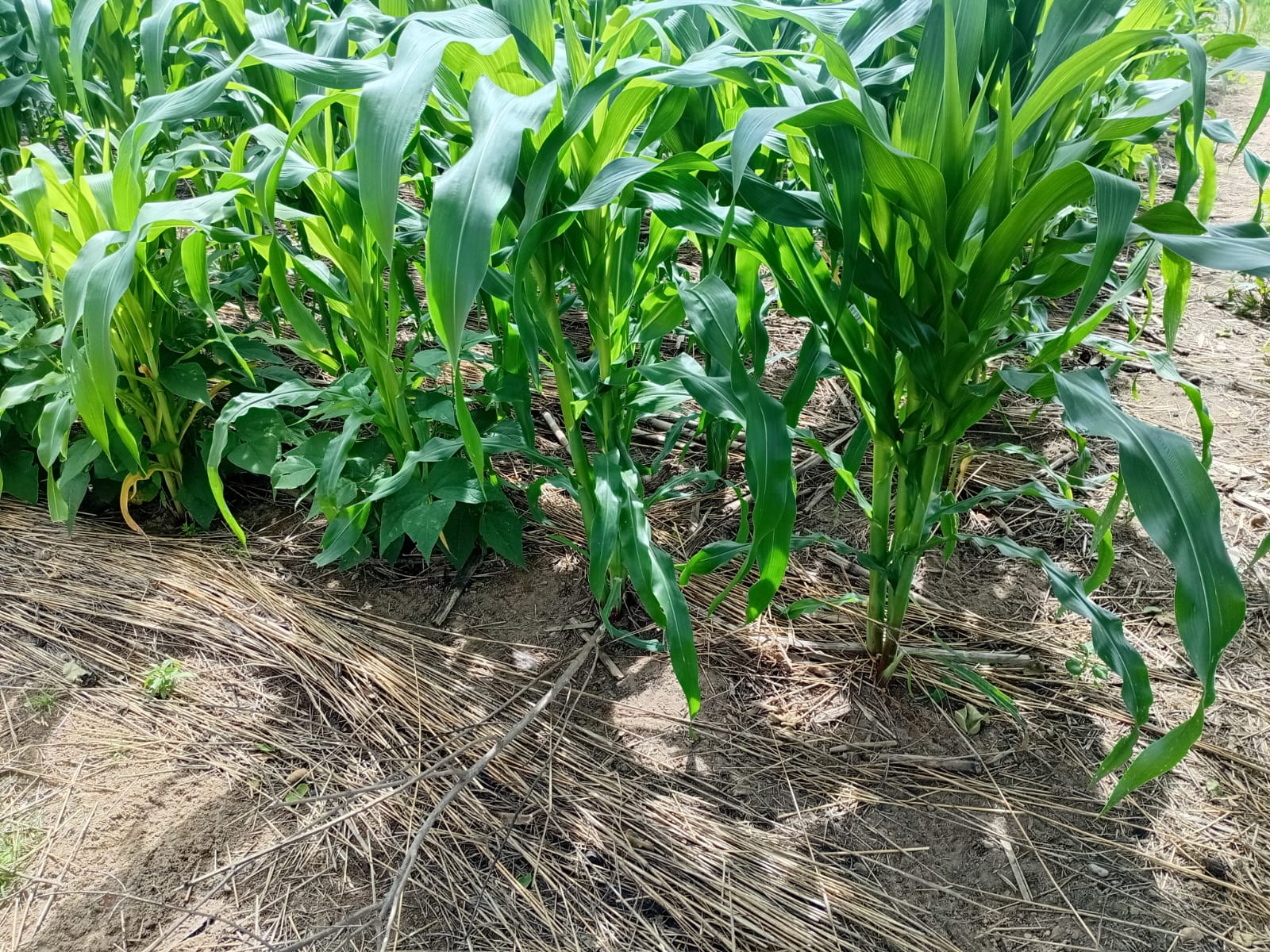 Why Conservation Agriculture is Zimbabwe's Best Climate Response