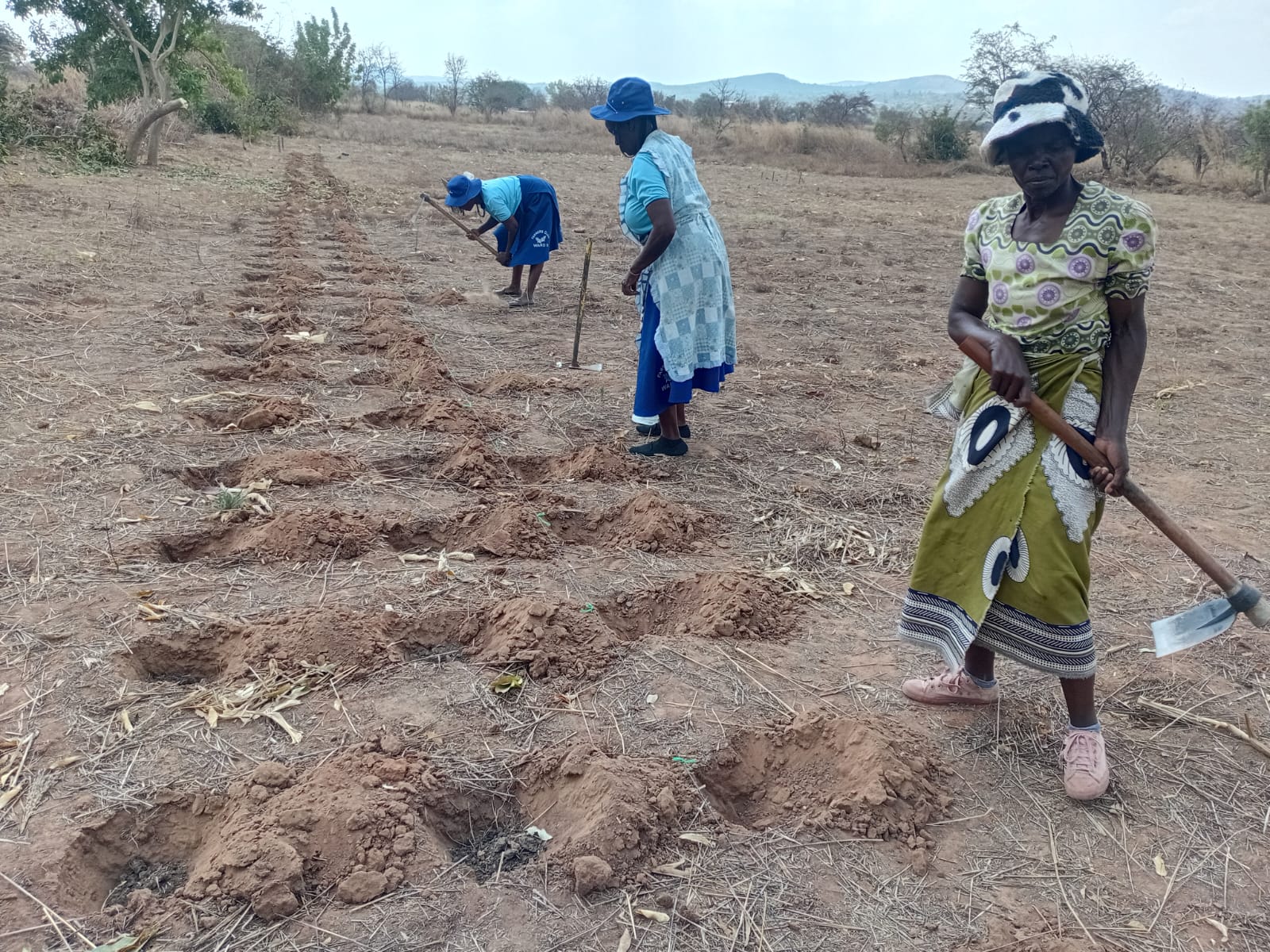 Rows of prepared planting holes