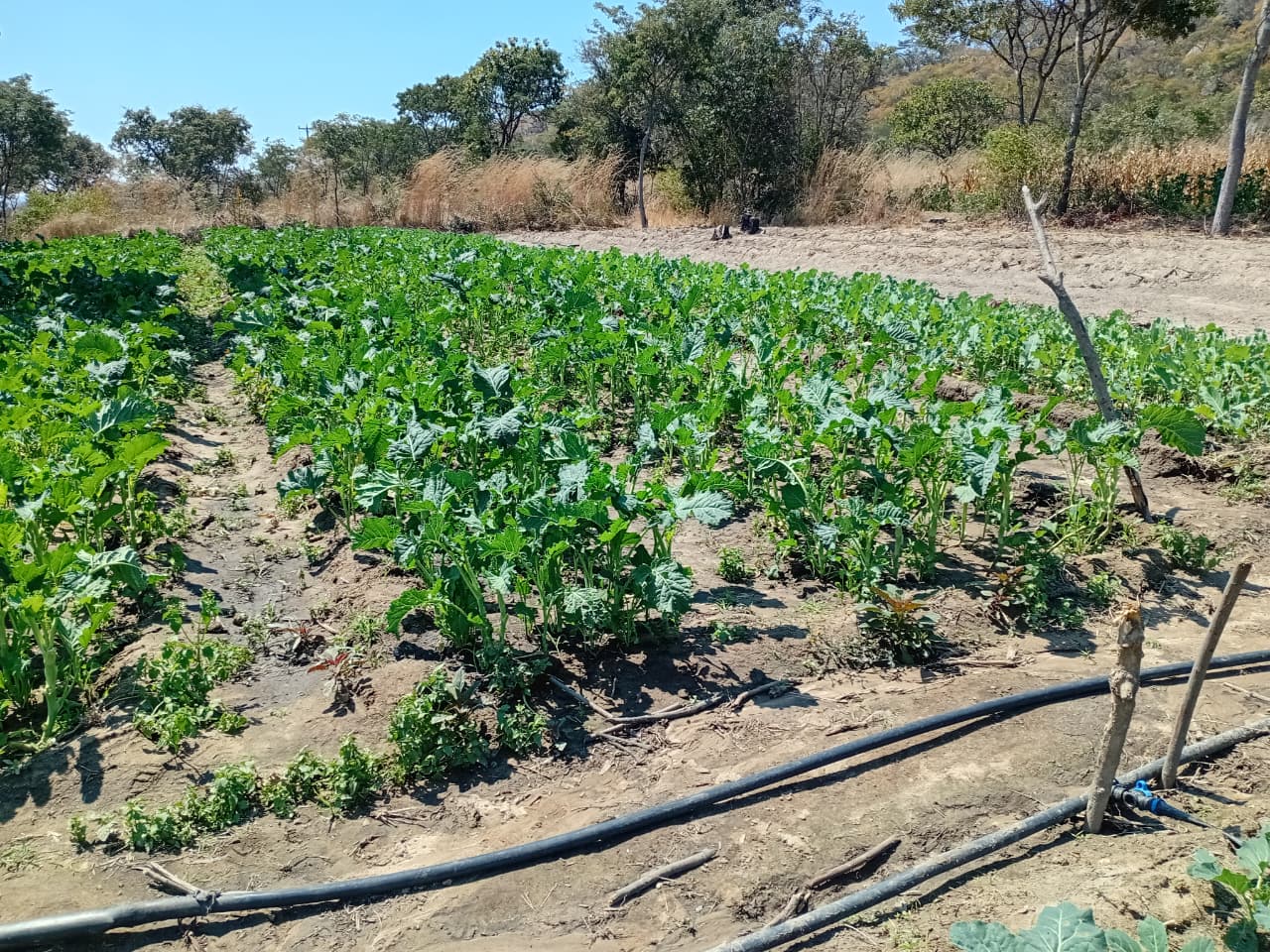 Climate-Smart Agriculture