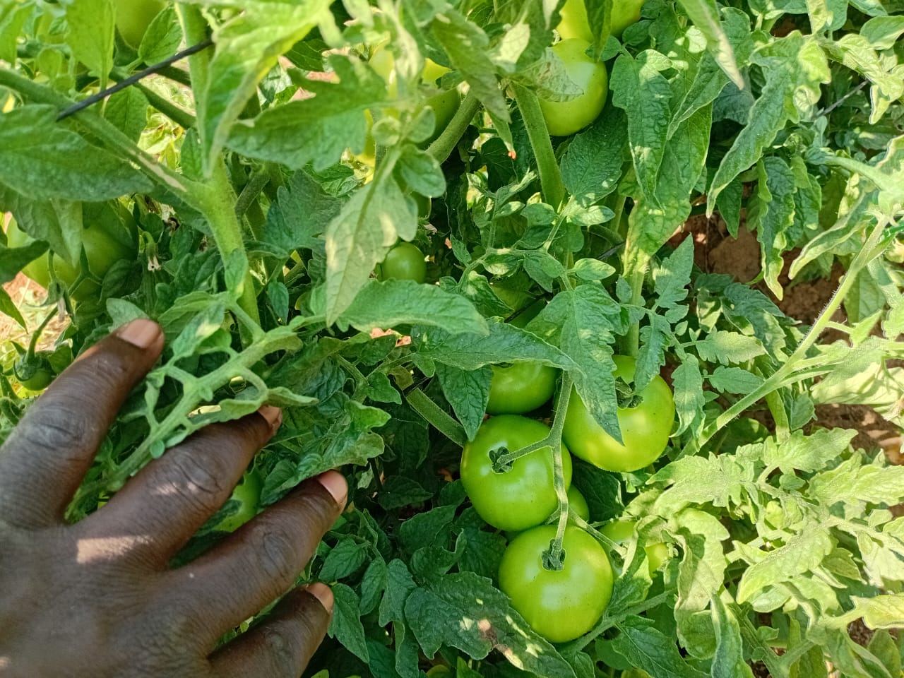 Green tomatoes ripening on the vine