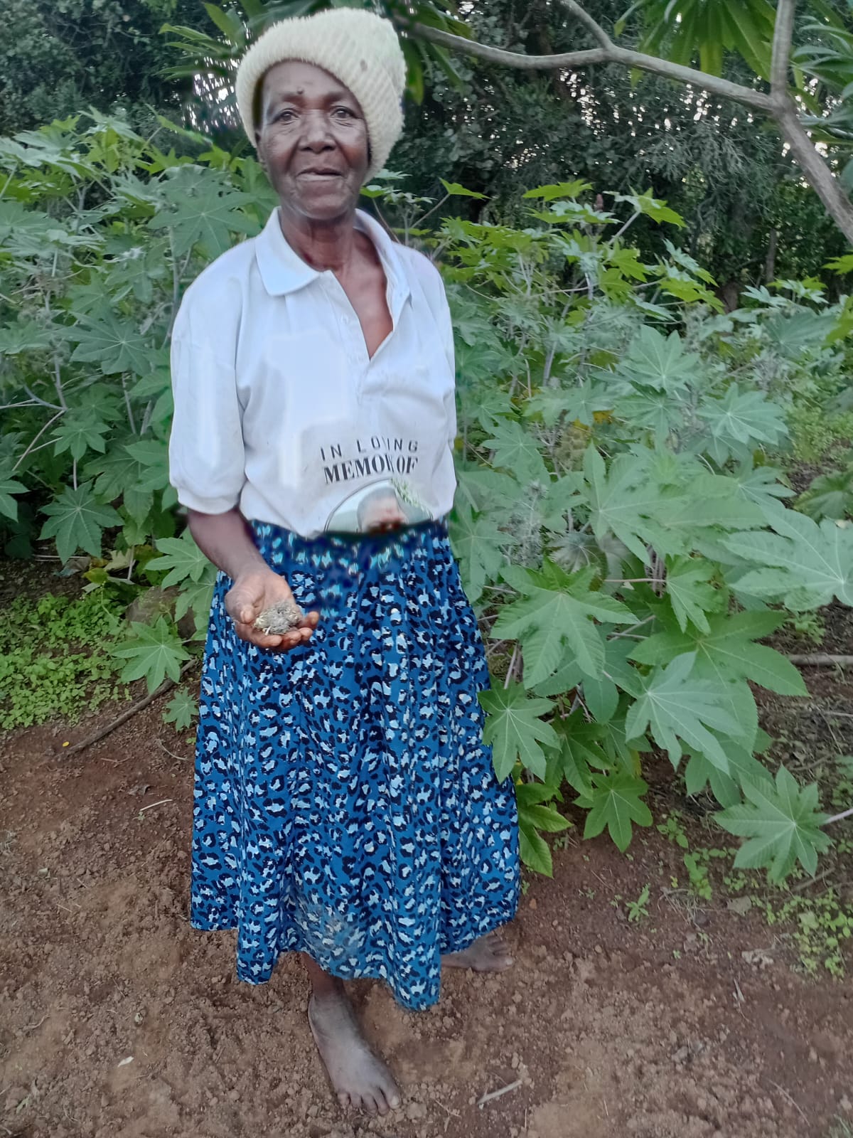 Elder farmer holding harvested seed