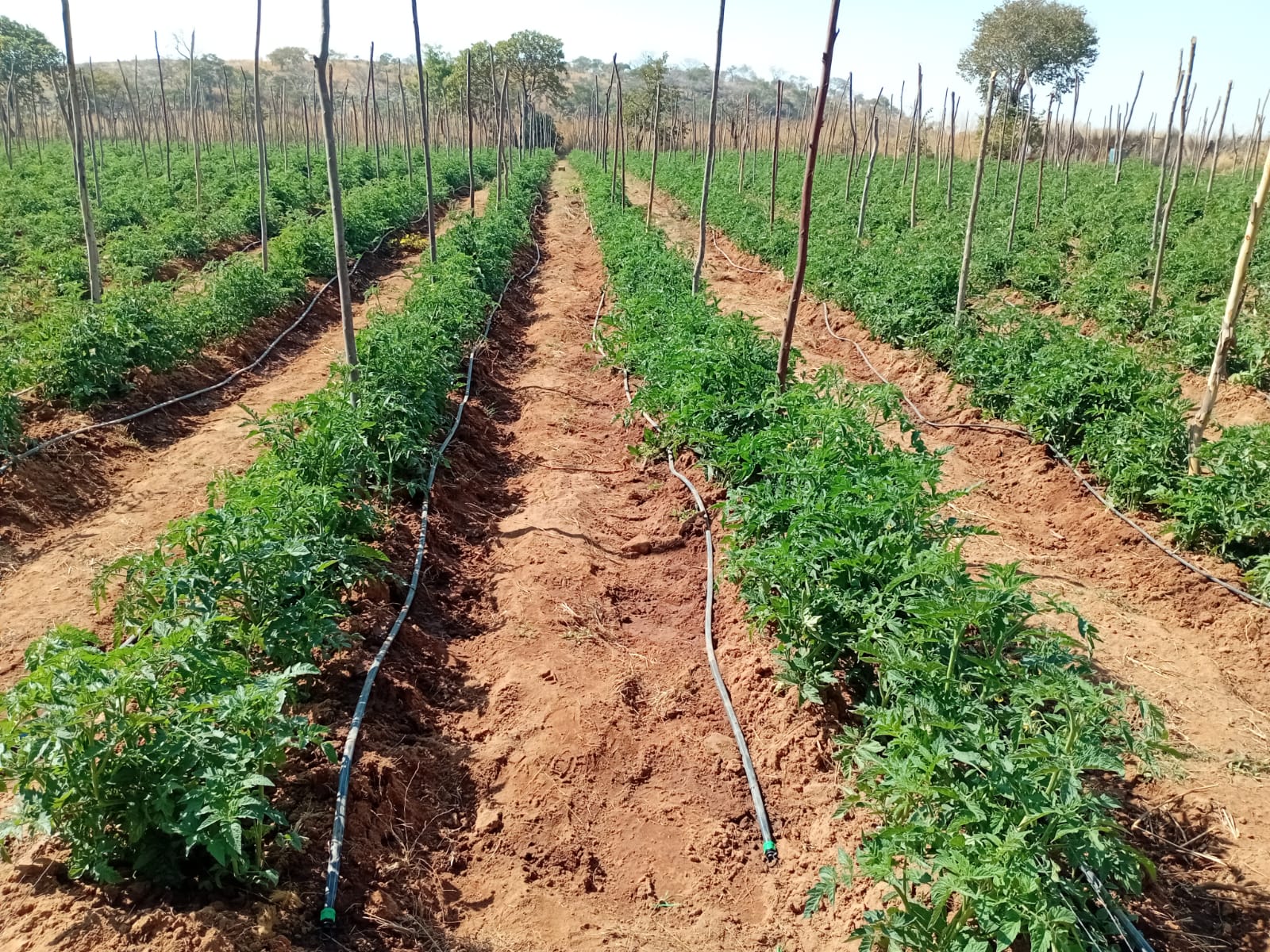 Drip-irrigated tomato field
